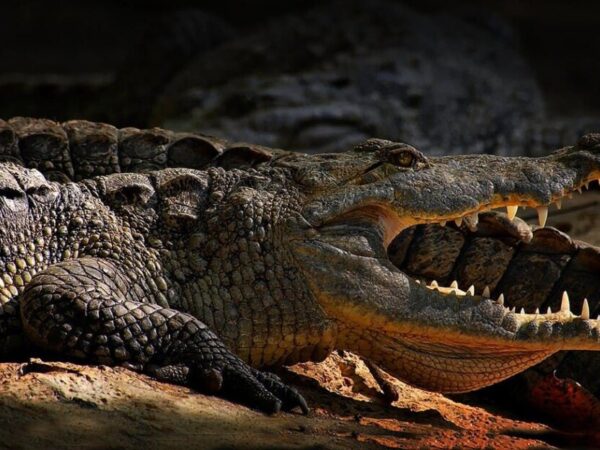 Los 9 cocodrilos más grandes del mundo