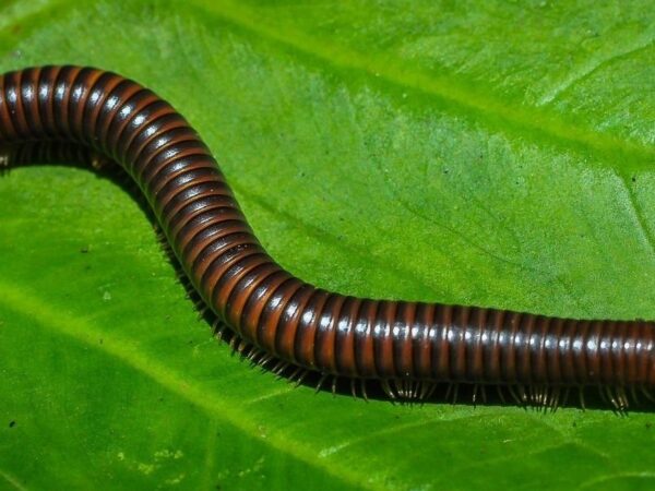 Blog sobre animales | Redescubre la fauna de nuestro planeta
