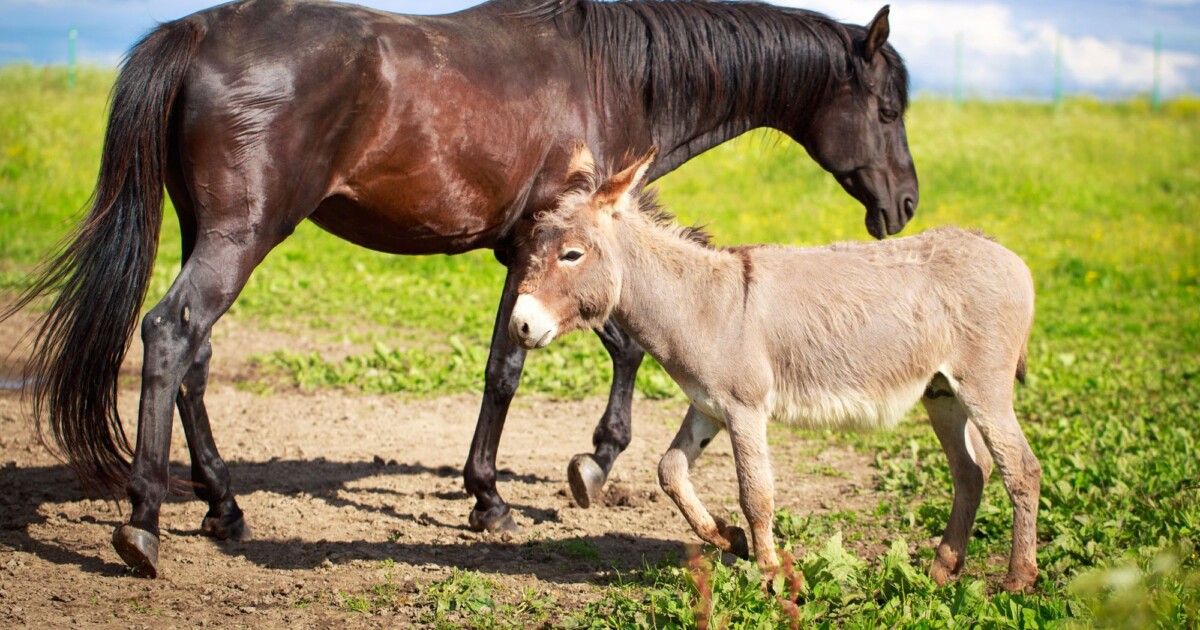 Diferencias entre caballos y otros animales