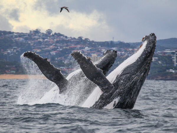 Las 8 ballenas más grandes del mundo