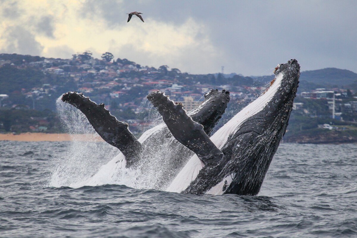 Las 8 ballenas más grandes del mundo