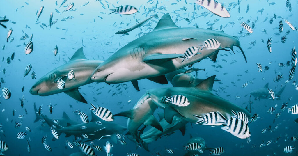 Los 7 tiburones más grandes del mundo