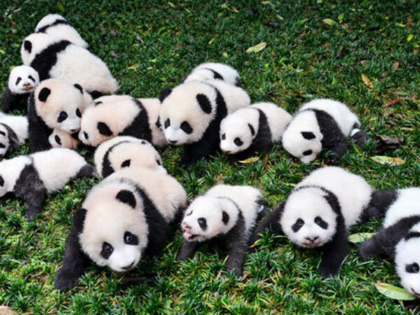 Los 8 animales en blanco y negro más bonitos del mundo