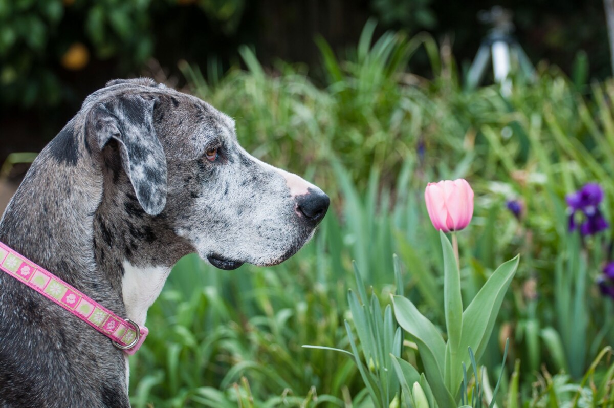 Plantas tóxicas para perros