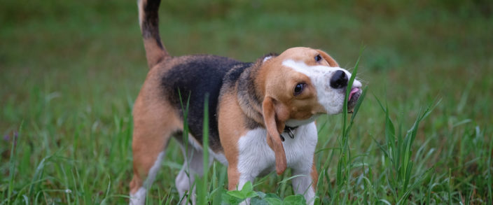 ¿Qué tipo de hierbas pueden comer los perros?